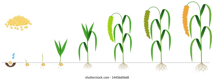 Cycle of growth of foxtail millet plant on a white background.