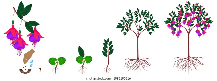 Cycle of growth of a fuchsia plant from seeds on a white background.