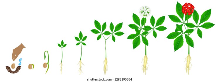 Cycle of growth of a ginseng (Panax ginseng) plant on a white background.