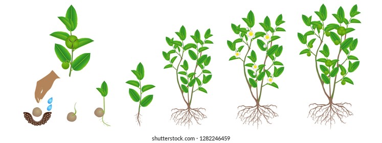 Cycle Of Growth Of Green Tea (camellia Sinensis) Plant On A White Background.