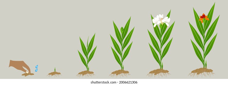 Cycle growth of hedychium coronarium ginger plant on a white background.