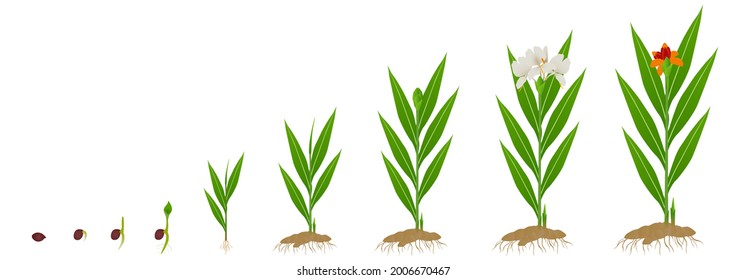 Cycle growth of hedychium coronarium ginger plant from seed on a white background.