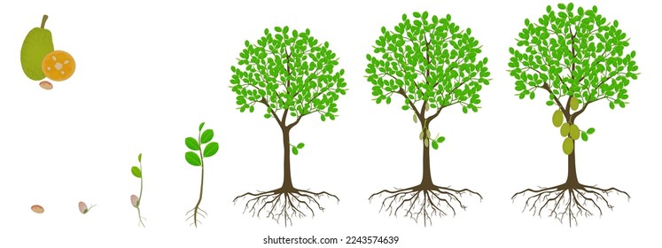Cycle of growth of jackfruit tree on a white background.
