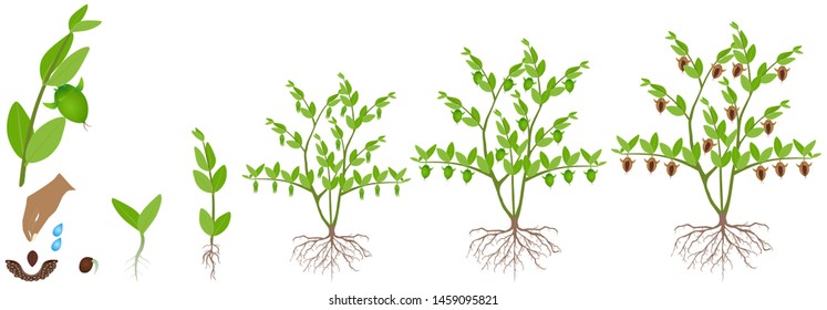 Cycle of growth of a jojoba plant on a white background.