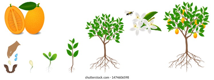 Cycle Of Growth Of Kumquat Plant On A White Background.