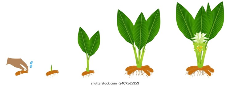 Ciclo de crecimiento de una larga planta de cúrcuma sobre un fondo blanco.