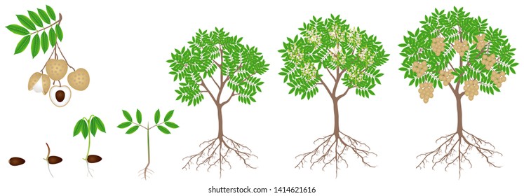 Cycle of growth of a longan plant on a white background.