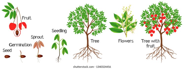 Cycle of growth of a lychee plant on a white background.