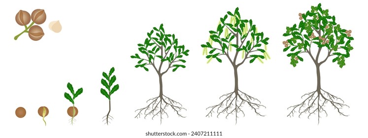 Cycle of growth of macadamia tree on a white background.