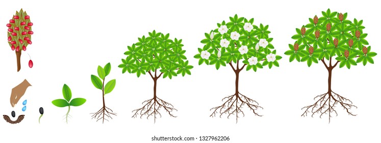 Cycle of growth of a magnolia Grandiflora plant on a white background.