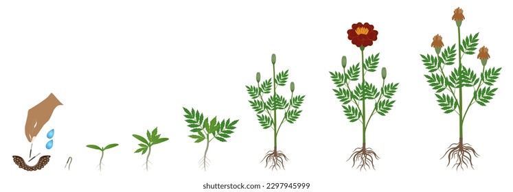 Cycle of growth of a marigold plant plant isolated on a white background.