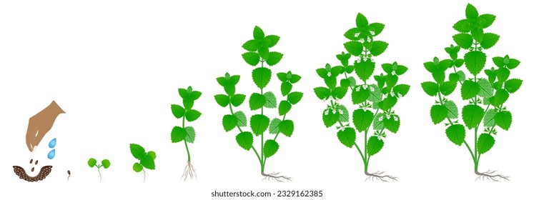 Cycle of growth of melissa officinalis plant isolated on a white background.