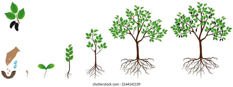 201 Mulberry tree roots Images, Stock Photos & Vectors | Shutterstock