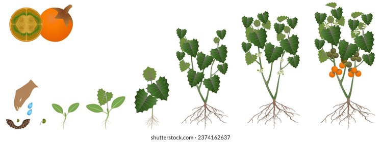 Cycle of growth of naranjilla plant isolated on a white background.