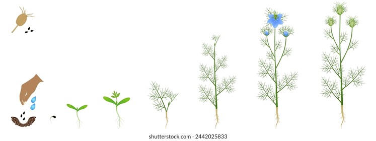 Cycle of growth of nigella damask plant isolated on a white background.