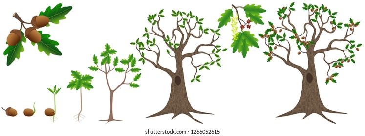 Cycle of growth of a oak tree on a white background.