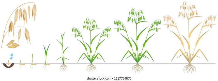 Cycle of growth of a oat plant on a white background.