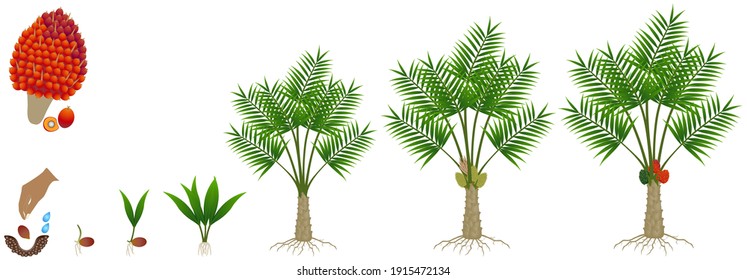 Cycle of growth of a oil palm tree on a white background.