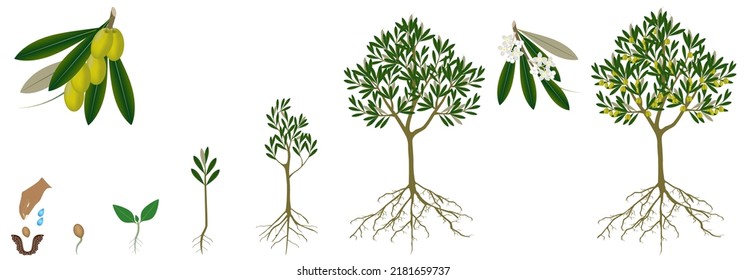 Cycle of growth of a olive tree on a white background.