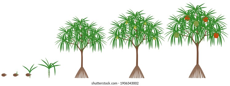 Cycle of growth of a pandanus tectorius tree with hala fruit on a white background.
