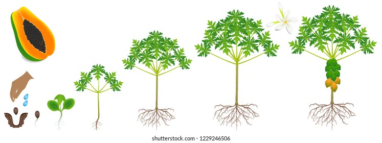 Cycle of growth of a papaya plant on a white background.