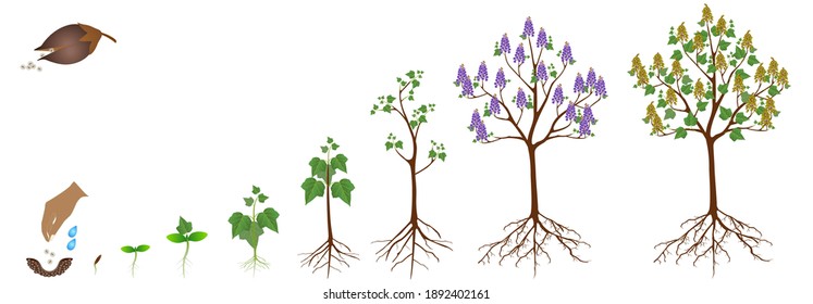 Cycle of growth of a paulownia plant on a white background.