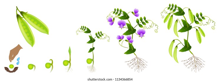 Cycle of growth of a pea plant on a white background.