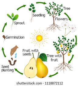 Cycle of growth of a pear tree on a white background.