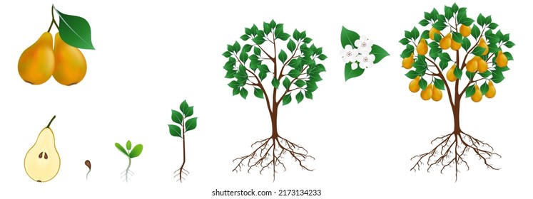 Cycle of growth of pear tree on a white background.