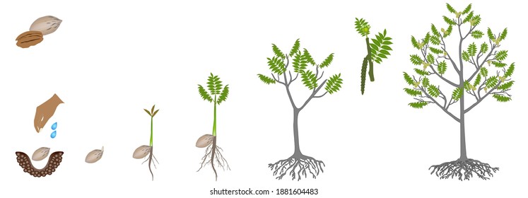 Cycle of growth of a pecan nut plant on a white background.