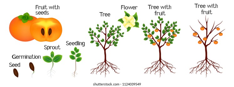Cycle of growth of a persimmon tree on a white background.