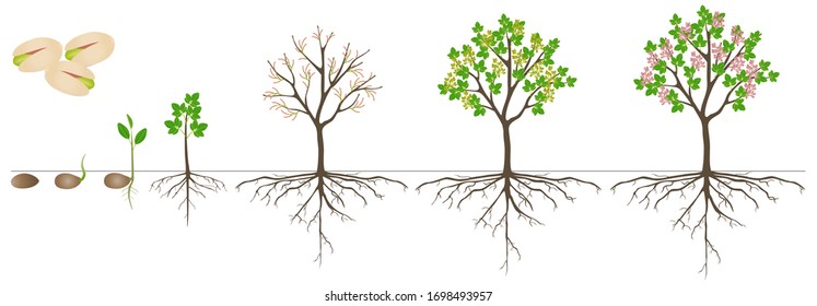 Cycle of growth of pistachio plant on a white background.