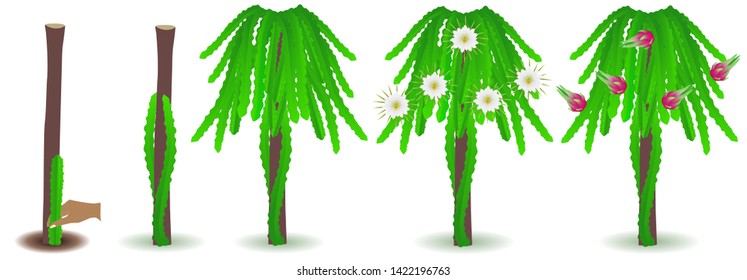 Cycle of growth of a pitahaya plant on a white background.