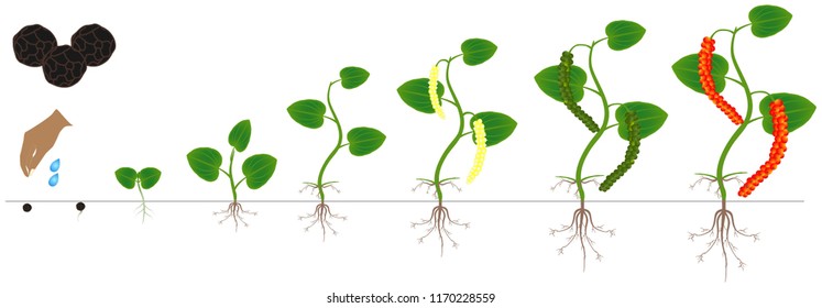 Cycle Of Growth Of A Plant Of A Black Pepper Isolated On A White Background.