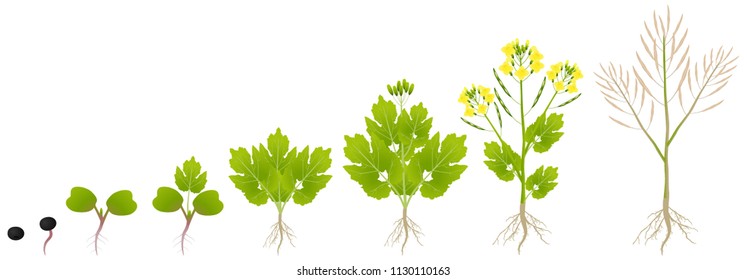 Cycle of growth of a plant of a canola isolated on a white background.