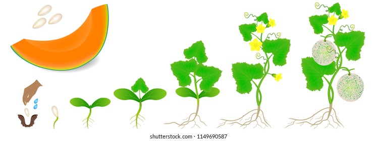 Cycle Of Growth Of A Plant Of Cantaloupe Melon Isolated On A White Background.