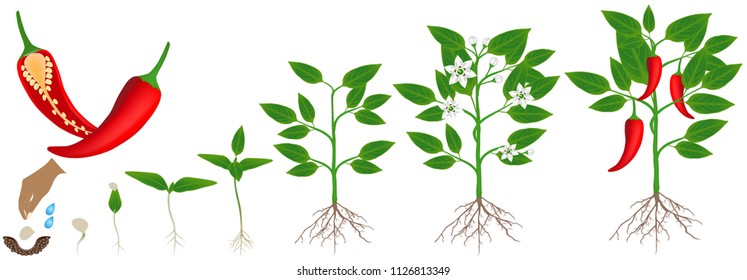 Cycle of growth of a plant of chili peppers isolated on a white background.