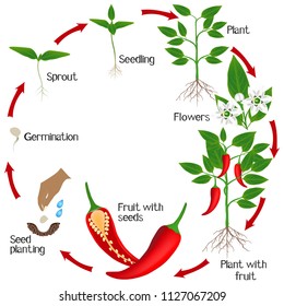 Cycle of growth of a plant of chili peppers on a white background.