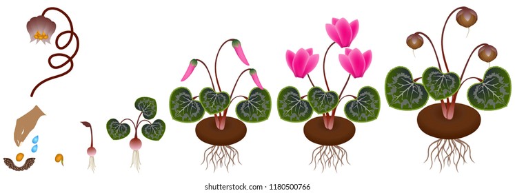 Cycle of growth of a plant of a cyclamen isolated on a white background.