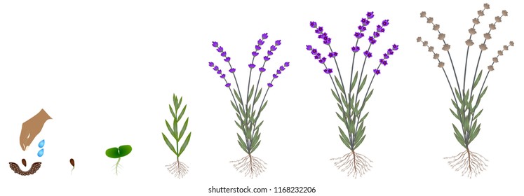 Cycle of growth of a plant of a lavender isolated on a white background.