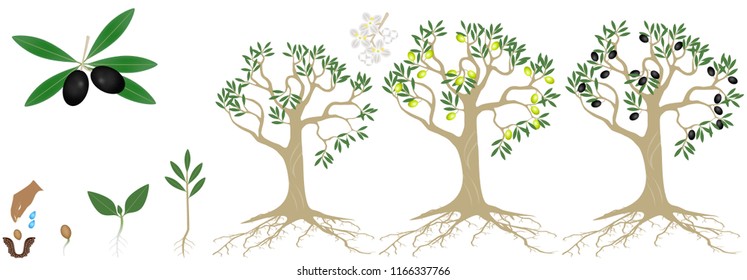 Cycle of growth of a plant of a olives isolated on a white background.
