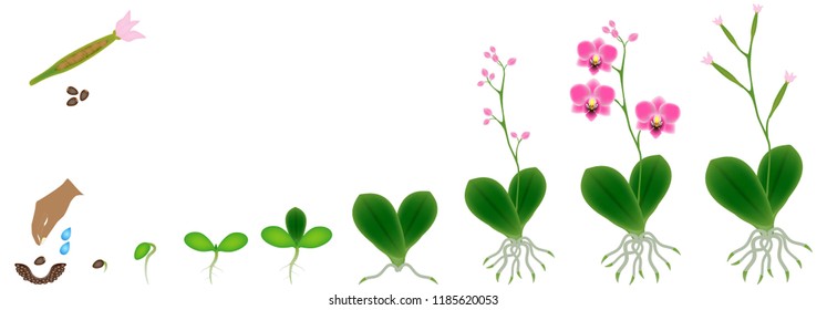 Cycle of growth of a plant of a orchid isolated on a white background.