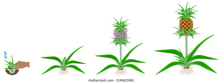 Cycle of growth of a plant of a pineapple isolated on a white background.