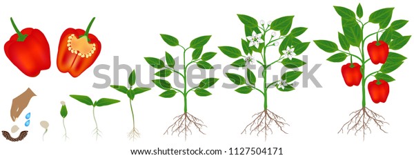 Cycle Growth Plant Red Pepper Isolated Stock Vector (Royalty Free ...