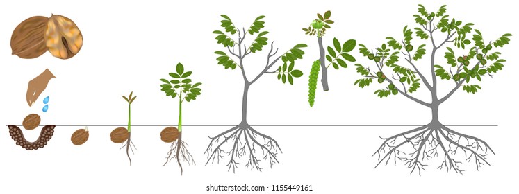 Cycle of growth of a plant of a walnut isolated on a white background.