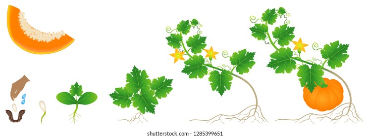 Cycle of growth of a pumpkin plant on a white background.