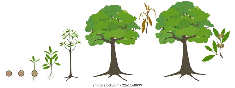 Ciclo de crecimiento del árbol de quercus austrocochinchinensis sobre un fondo blanco.