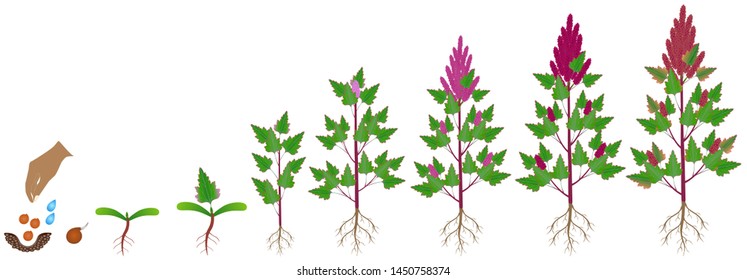 Cycle of growth of a quinoa plant on a white background.