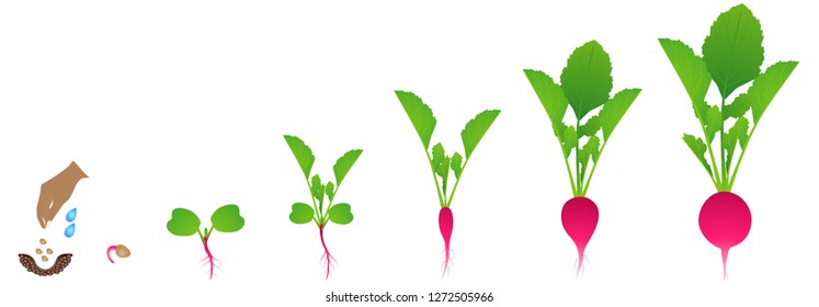 Cycle of growth of a radish plant on a white background.