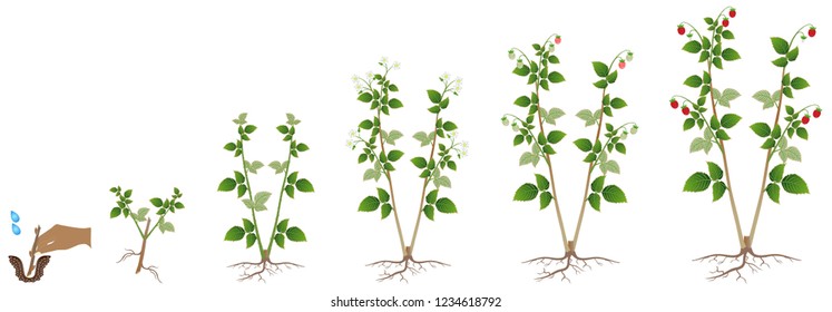Cycle of growth of a raspberry plant on a white background.